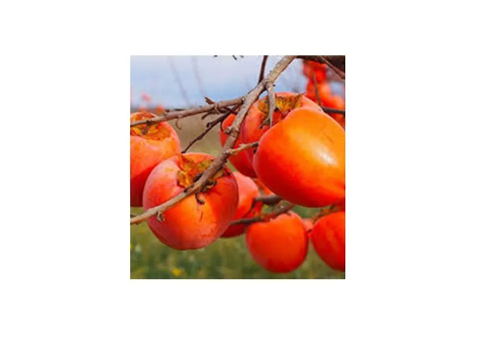 아파트호텔 Agri Hotel Cascina Certosa